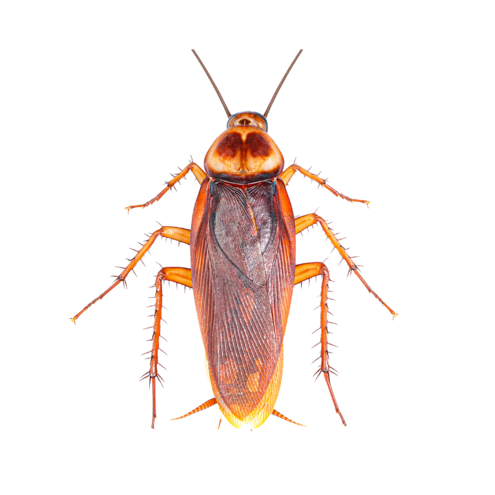 Formitec - Desbaratização