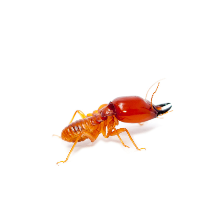 Formitec Combate contra Cupin