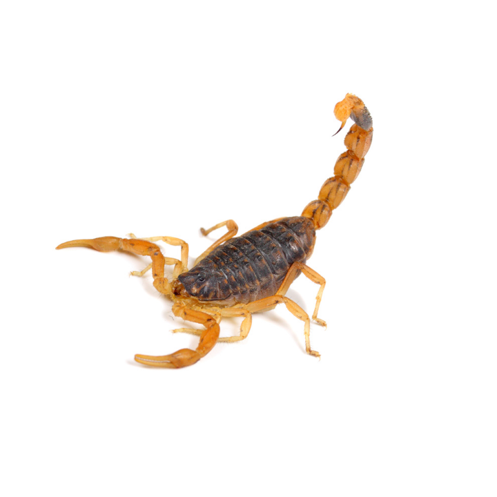 Formitec - Combate contra Escorpiões