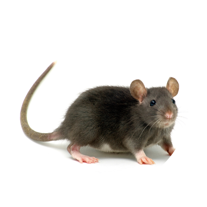 Formitec Combate contra Ratos e ratazanas