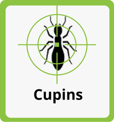 Formitec - combate contra Cupins