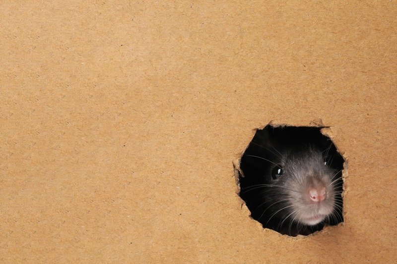 Desratização em são paulo e região